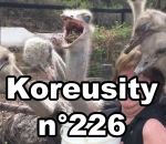koreusity compilation fail Koreusity n°226