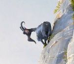 wtf animation La légende de la chèvre qui connaissait le vrai sens de la montagne