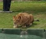 attaque lionne bondir Une lionne essaie d'attaquer les visiteurs d'un parc safari