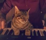 chat Un musicien joue du piano avec un adorable chat 
