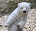 zoo Un ourson polaire fait un clin d'oeil