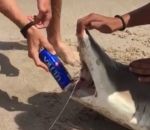 canette ouvrir Ouvrir une bière avec un requin