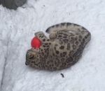 leopard neige Une panthère des neiges joue avec une balle