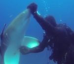 ventre requin Un requin demande l'aide à un plongeur