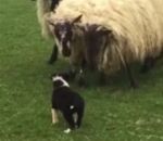 travail mouton Premier jour d'un chiot de berger