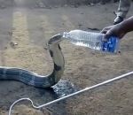 eau aide Un serpent boit à la bouteille