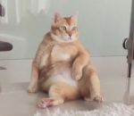 humain obese Un chat posé