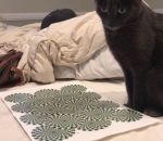 chat Un chat devant une illusion d'optique
