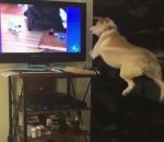 sauter bond Un chien veut jouer avec des chiens à la télé