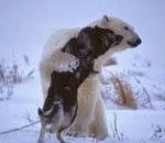 chien husky Croisement entre un ours polaire et un husky