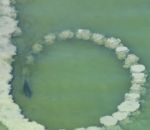 cercle dauphin filet Des dauphins créent un filet de boue pour piéger les poissons