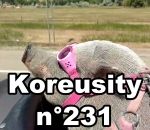 koreusity compilation avril Koreusity n°231