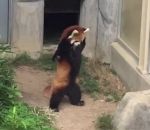 roux panda Un panda roux se dresse sur ses pattes arrière