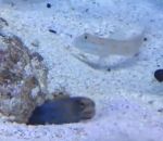 aquarium sable gobie Un poisson trolle un autre poisson
