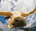 animal Caméra au fond d'un seau d'eau (Texas)