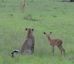 leopard antilope Pourquoi ta mère hurle ?