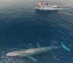 taille comparaison Une baleine bleue comparée à un bateau de 23m