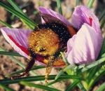 fleur pollen insecte Bumble Butt