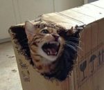 chat colere La dernière photo du Docteur Schrödinger
