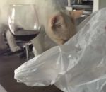 peur chat curieux Chat vs Sac plastique