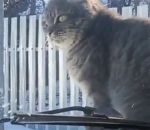 regard Un chat se venge après avoir été klaxonné