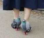 pigeon oiseau Les chaussures à talon en forme de pigeon