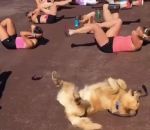 golden Un chien imite des femmes qui font de l'exercice