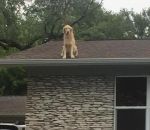 pancarte Ne soyez pas inquiet, le chien est sur le toit mais c'est normal
