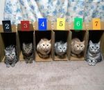 chat carton Course de chats