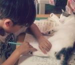 enfant chat patte Dur dur de faire ses devoirs avec un chat