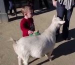 reaction peur Enfant vs Pet de chèvre