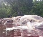 baleine echoue Une étrange créature s'échoue sur une île