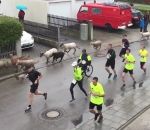 pied course Des moutons s'incrustent dans une course à pied (Munich)