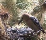 oiseau Un pic des saguaros mange la cervelle de deux poussins tourterelles