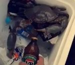 biere decapsuler crabe Un crabe-décapsuleur