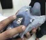 dos Pigeon dealer au Koweït