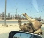 accouplement Deux dromadaires s'accouplent sur l'autoroute (Qatar)