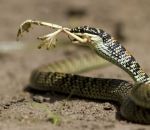 serpent grenouille Serpent avec des bras