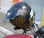 moto casque abeille Un essaim abeilles dans un casque de moto (Brésil)