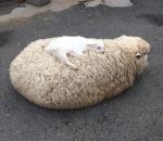 agneau dormir Ca a l'air confortable