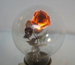 rose Le filament de cette ampoule de 80 ans est une rose