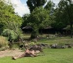 plaquage grand Une antilope koudou attaque une girafe (Zoo de Rotterdam)