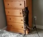 commode cache Un chat se cache dans un tiroir