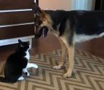 chat coup patte Un chat et un chien se chamaillent quand soudain...