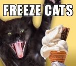 cri Des chats avec des cris humains en mangeant de la glace