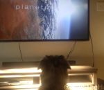 earth coussin Un chien s'installe confortablement devant la télé