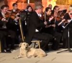 musique orchestre Un chien se détend auprès d'un orchestre
