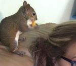 cheveux Un écureuil cache un Cheetos dans des cheveux