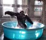 gorille zoo Un gorille danse sur « Maniac » pendant son bain