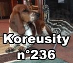 koreusity compilation juin Koreusity n°236